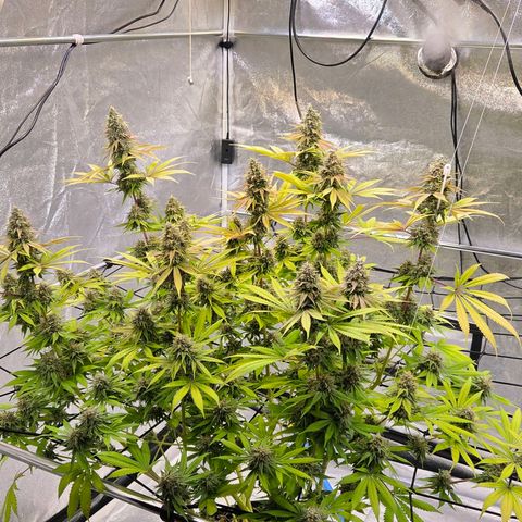 Diesel growlog timeline photo