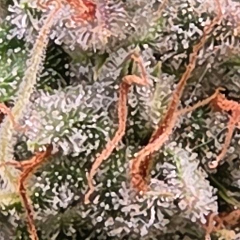 Diesel growlog timeline photo