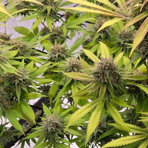 Diesel growlog timeline photo