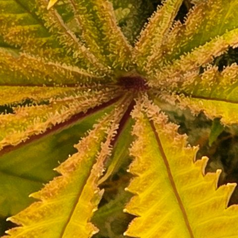 Diesel growlog photo: Schon fett.
Hier sitzen Trichomen in dem mittel Punkt der Fächerblätter/Sonnensegel. Und das sind die, die nicht direkt aus der Blüte Wachsen sondern am längeren Stiel sitzen.