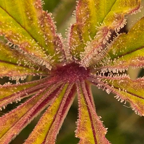 Diesel growlog photo: Schon fett.
Hier sitzen Trichomen in dem mittel Punkt der Fächerblätter/Sonnensegel. Und das sind die, die nicht direkt aus der Blüte Wachsen sondern am längeren Stiel sitzen.