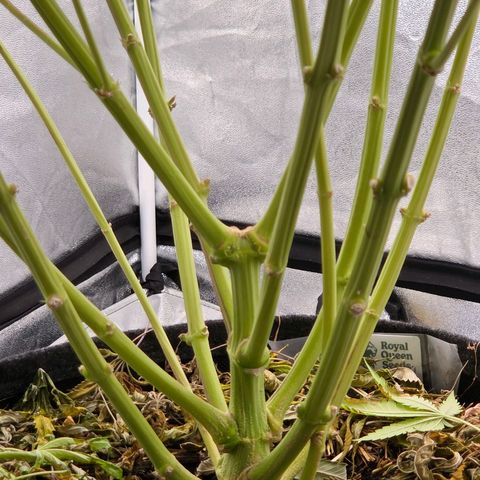 Diesel growlog photo: Ein prächtig Weib, wenige Popcorn Buds unter dem Netz aber wie in Zucker gebadet !