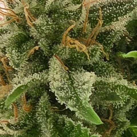 Diesel growlog photo: Ein prächtig Weib, wenige Popcorn Buds unter dem Netz aber wie in Zucker gebadet !