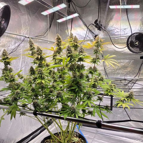 Diesel growlog photo: Ein prächtig Weib, wenige Popcorn Buds unter dem Netz aber wie in Zucker gebadet !