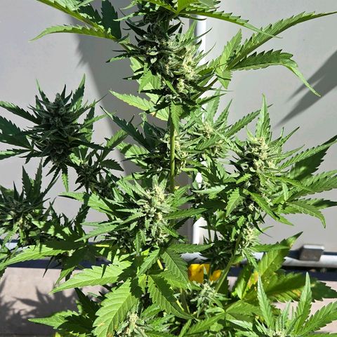 Skitti 1 growlog timeline photo