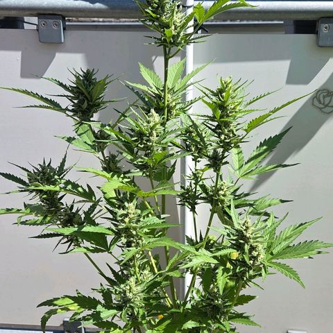 Skitti 1 growlog timeline photo