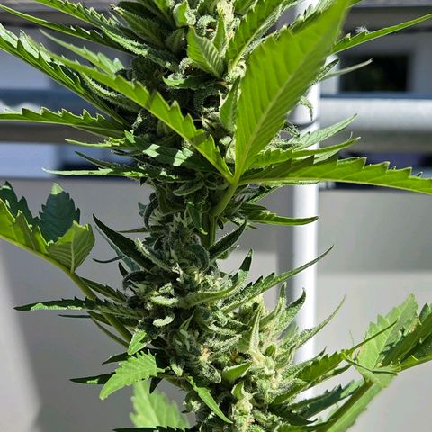 Skitti 1 growlog timeline photo