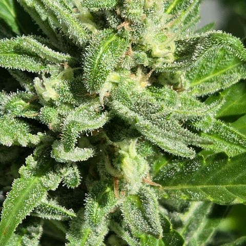 Skitti 1 growlog timeline photo
