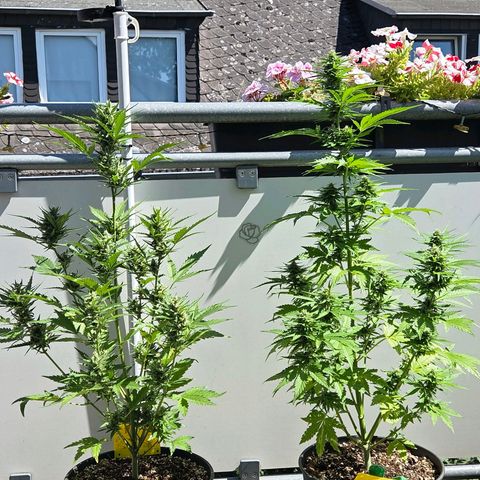 Skitti 1 growlog photo: Hammer, trotz der Hitze werden die immer fetter hats mir den Anschein.
Morgen steht wieder eine Bio Bizz Düngung auf dem Plan