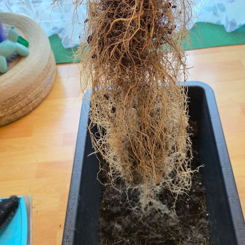 Mexican growlog photo: Die Myzel Knuddel hab ich entfernt u in einen Topf ruhender feuchter Living Soil ein gelegt.
Eine fette Mexican Wurzel.
