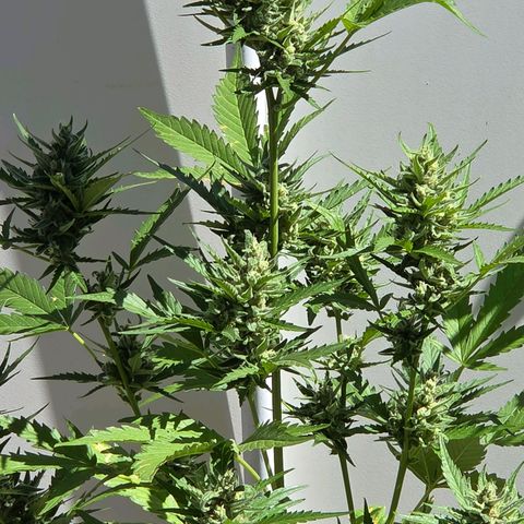 Skitti 1 growlog timeline photo