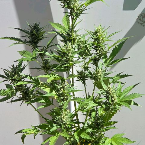 Skitti 1 growlog timeline photo