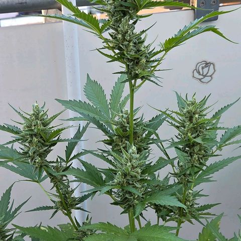 Skitti 1 growlog timeline photo