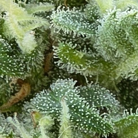Skitti 1 growlog timeline photo