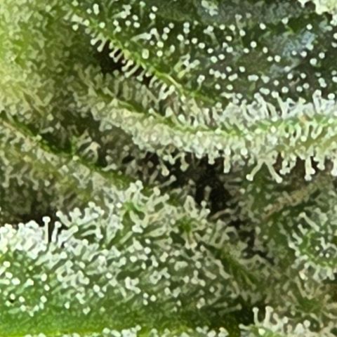 Skitti 1 growlog timeline photo