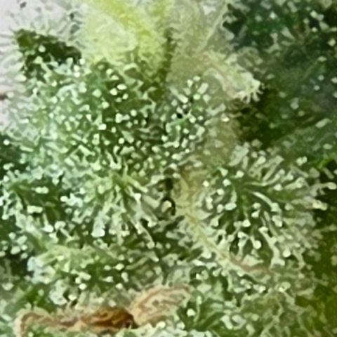 Skitti 1 growlog timeline photo