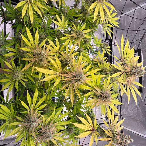 Diesel growlog timeline photo