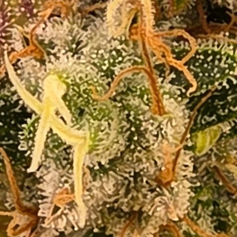 Diesel growlog timeline photo