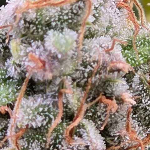 Diesel growlog timeline photo
