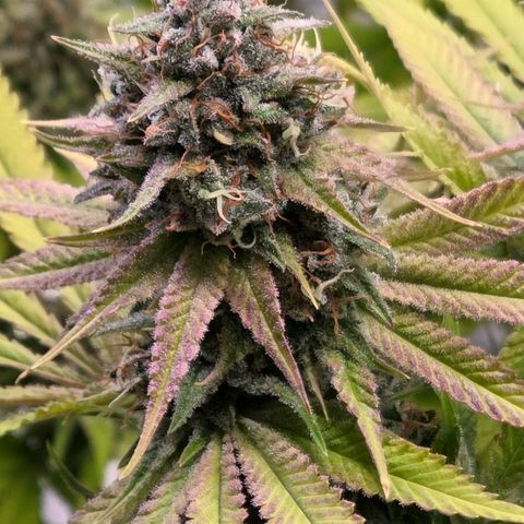 Diesel growlog timeline photo