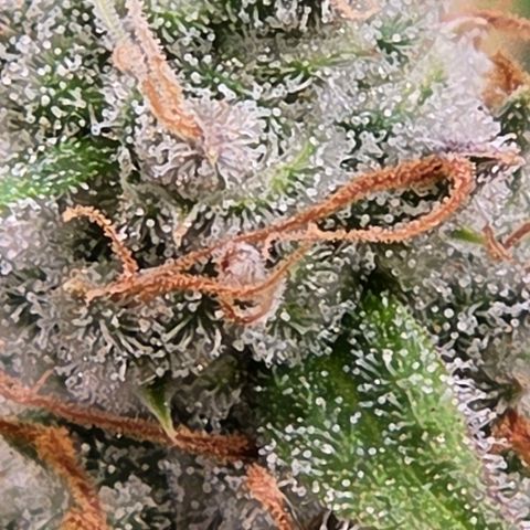 Diesel growlog timeline photo