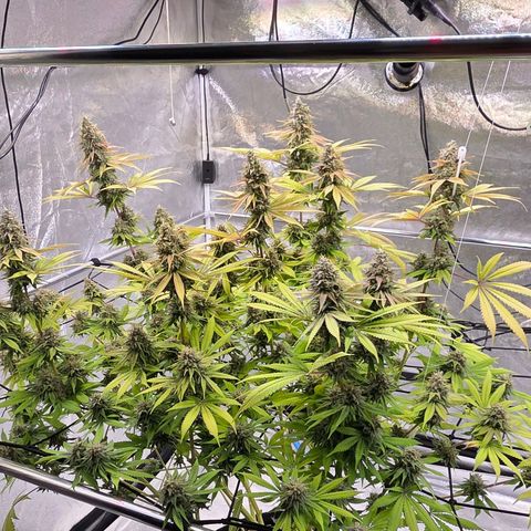 Diesel growlog timeline photo