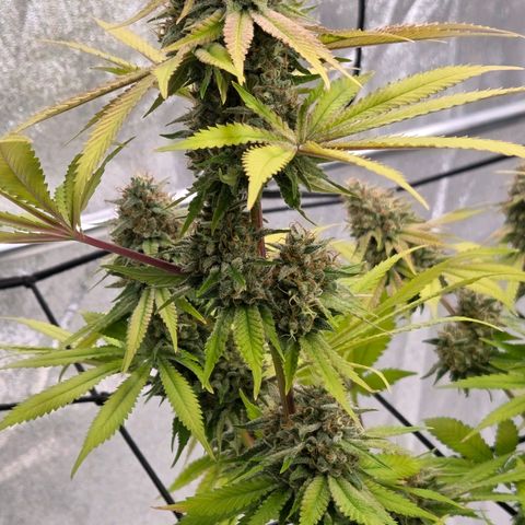 Diesel growlog timeline photo
