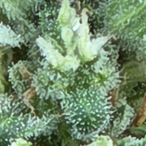 Skitti 1 growlog timeline photo