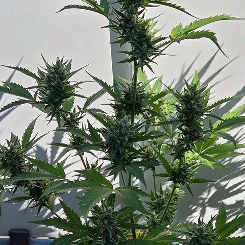 Skitti 1 growlog timeline photo