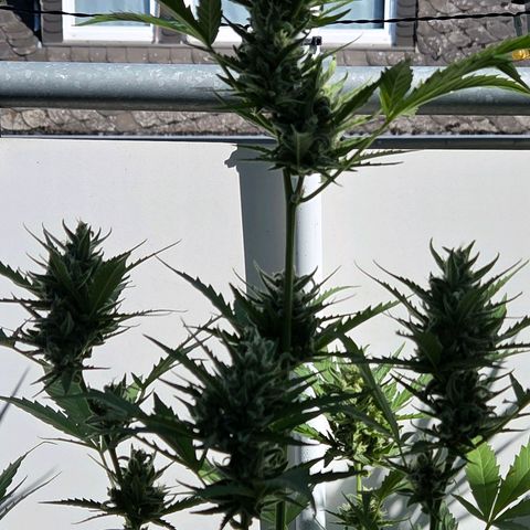 Skitti 1 growlog timeline photo