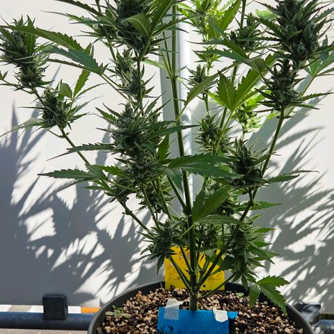 Skitti 1 growlog timeline photo