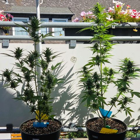 Skitti 1 growlog photo: Erst mal sehen die rest Blätter sauber aus nach dem die mit Thripsbefall entfernt sind. Die Blautafeln sollten von unten kommend Schadtiere ab fangen. Outdoor eben !