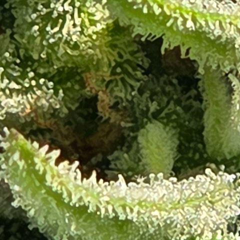 Skitti 1 growlog timeline photo