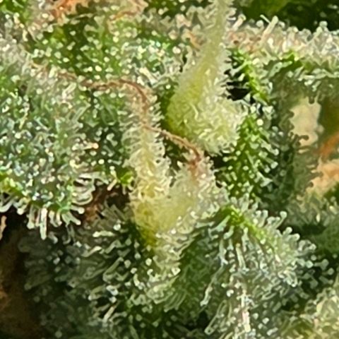 Skitti 1 growlog timeline photo