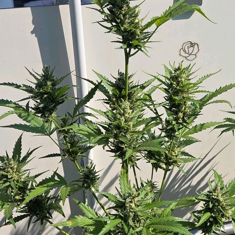 Skitti 1 growlog timeline photo