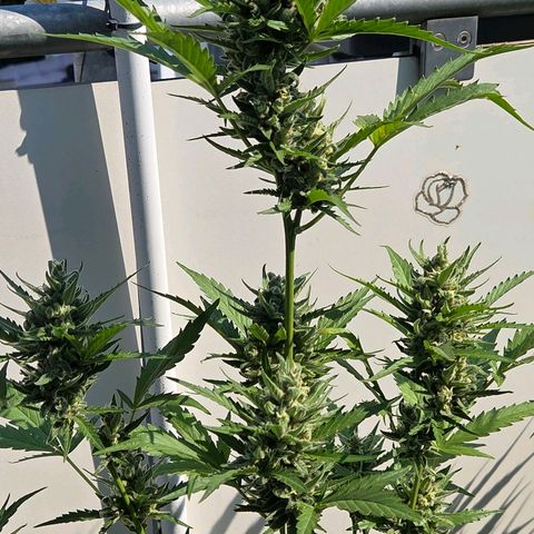 Skitti 1 growlog timeline photo