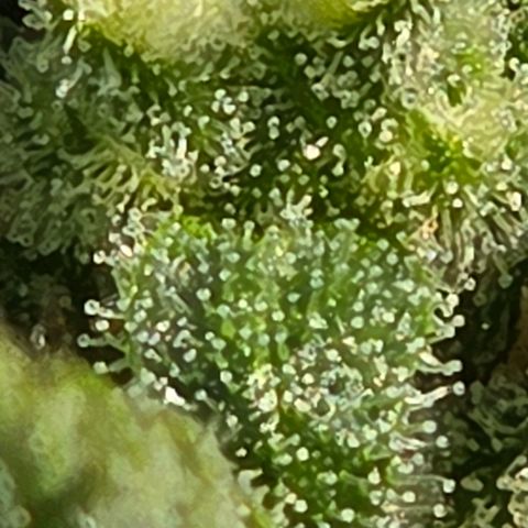 Skitti 1 growlog timeline photo