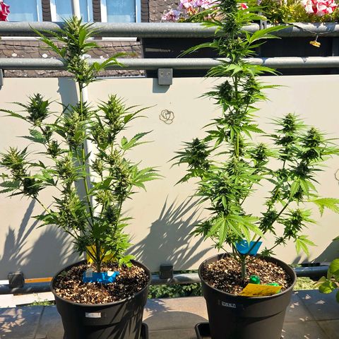 Skitti 1 growlog timeline photo