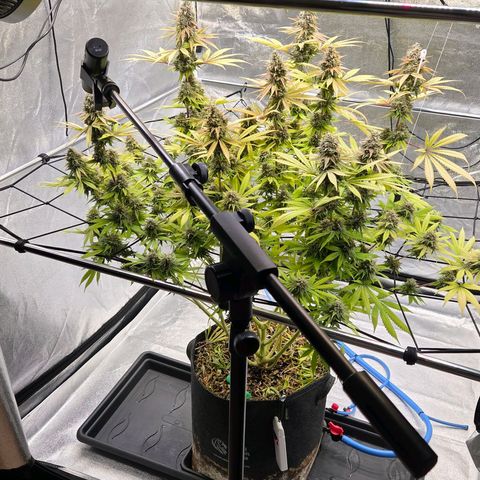 Diesel growlog timeline photo