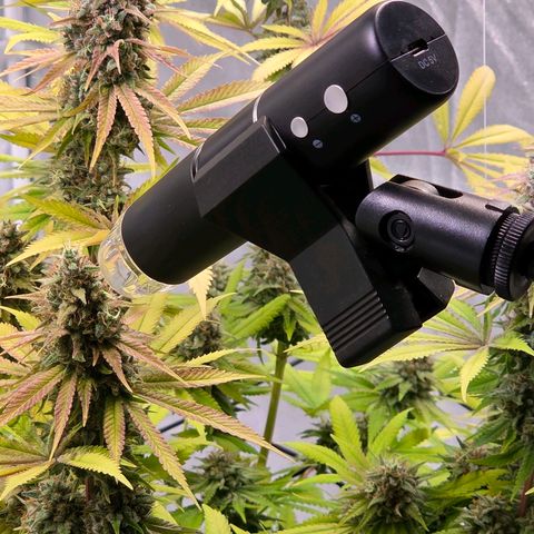 Diesel growlog photo: Mein Trichome Vergrößerungsgerät !