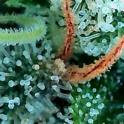 Diesel growlog photo: Trichome auf den höchsten Buds in dessen oberen Bereiche und jedes Bild ein anderer Bud