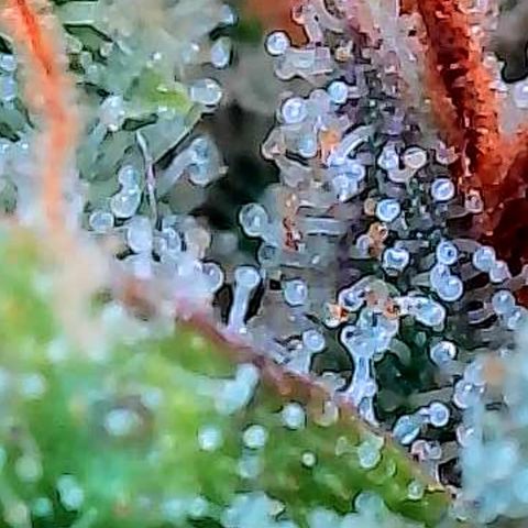 Diesel growlog photo: Trichome auf den höchsten Buds in dessen oberen Bereiche und jedes Bild ein anderer Bud