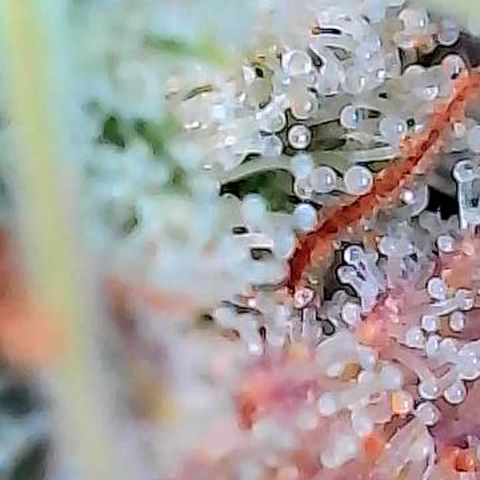 Diesel growlog photo: Trichome auf den höchsten Buds in dessen oberen Bereiche und jedes Bild ein anderer Bud