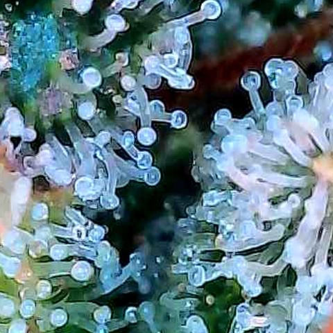 Diesel growlog photo: Die Bilder an Buds paar cm tiefer