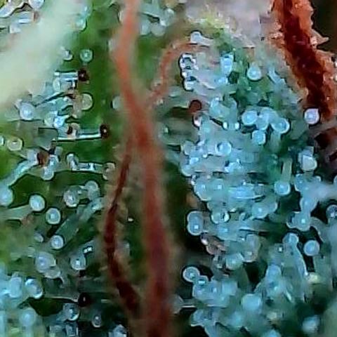 Diesel growlog photo: Die Bilder an Buds paar cm tiefer