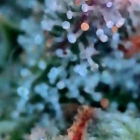Diesel growlog photo: Trichome auf den höchsten Buds in dessen oberen Bereiche und jedes Bild ein anderer Bud