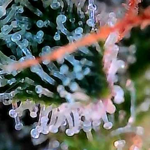 Diesel growlog photo: Die Bilder an Buds paar cm tiefer