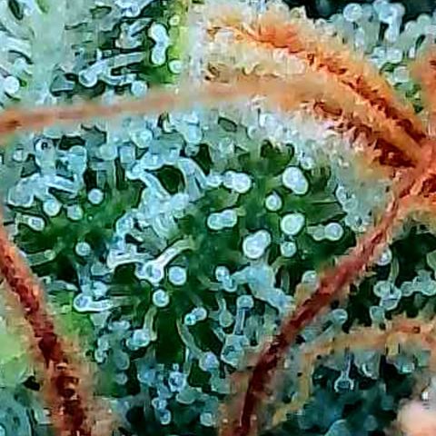 Diesel growlog photo: Ein paar cm unter der höchsten Reihe.