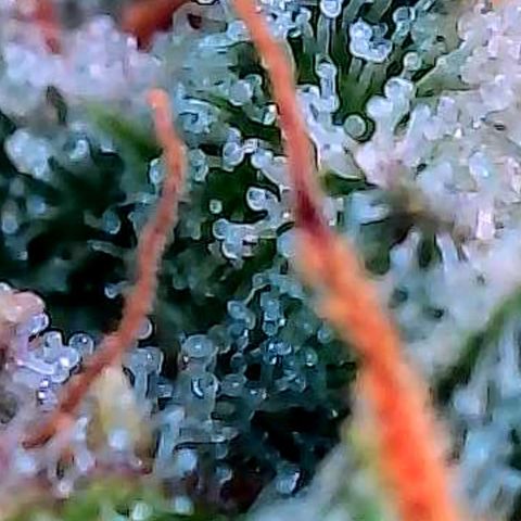 Diesel growlog photo: Ein paar cm unter der höchsten Reihe.