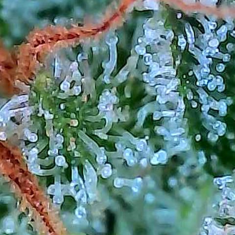 Diesel growlog photo: Das sind Trichome Bilder direkt über dem Scrog an den kleineren Buds.